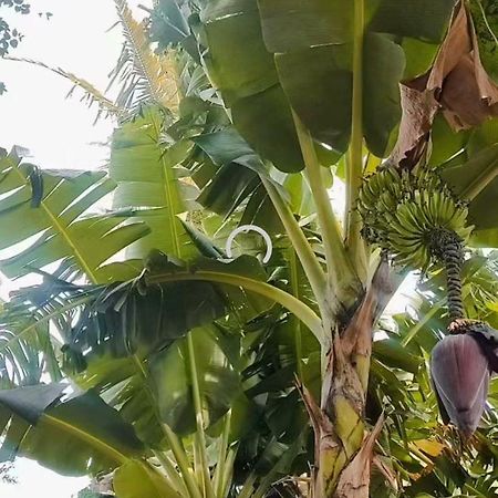 Pe De Pitanga - Unica Casa Arborizada Do Quarteirao Com Arvores Frutiferas Maringá Εξωτερικό φωτογραφία