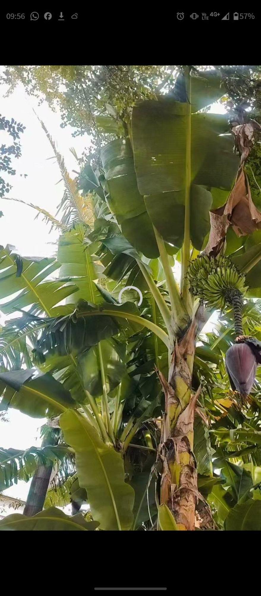 Pe De Pitanga - Unica Casa Arborizada Do Quarteirao Com Arvores Frutiferas Maringá Εξωτερικό φωτογραφία